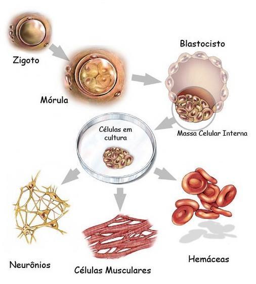 TIPOS DE CÉLULAS-TRONCO TOTIPOTENTES Capacidade de gerar todos os tipos de células do corpo, incluindo os anexos embrionários.
