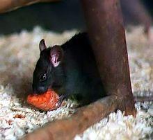 extinção de ratos e pulgas transmissoras - Doença de roedores, presente na pulga dos