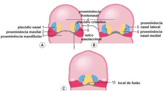 CAVIDADE ORAL E NASAL 1ª Proeminência maxilar aumenta de tamanho = estende-se medialmente = fusiona-se com a proeminência nasalmedial = grau de fusão