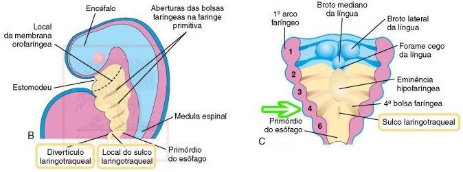 FORMAÇÃO DA LARINGE Epitélio de revestimento = endoderma cartilagens cartilagens tireóidea,