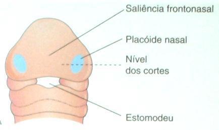 CAVIDADE ORAL E NASAL 1ª Espessamentos do ectoderma superficial = placódios nasais =