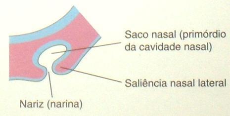 nasais Migração medial das