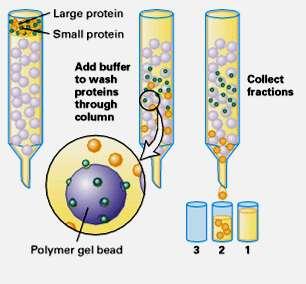 Cromatografia de gel filtração ou peneira molecular proteína grande proteína pequena Tampão empurra moléculas através da resina Moléculas com massas diferentes Fluxo do tampão grão da resina poroso