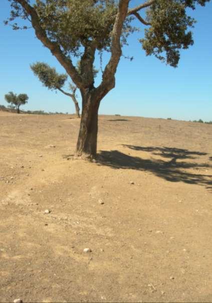 Longo Prazo Curto Prazo Desertificação em Portugal: Uma realidade mal entendida Consequências FACTORES HUMANOS ECONOMICOS POLITICOS Mercados