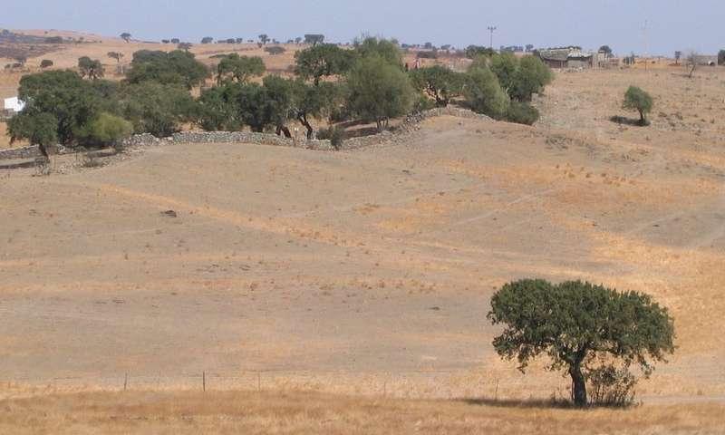 Características A desertificação é uma das mais trágicas consequências do uso irracional dos recursos