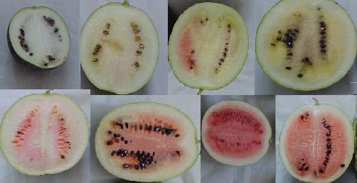 Figura 2 Diferentes fenótipos para cor de polpa de frutos de melancia (Citrullus spp.