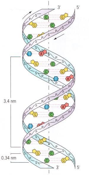 Figura 2: Estrutura do DNA Fonte: (SNUSTAD E SIMMONS, 2003) A molécula de RNA 3 é muito semelhante quimicamente à molécula de DNA.