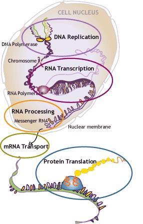 2.4 DOGMA CENTRAL DA BIOLOGIA MOLECULAR O dogma central da biologia molecular (Figura 3) define os processos de replicação do DNA, de transcrição (fluxo da informação genética de DNA a RNA) e de