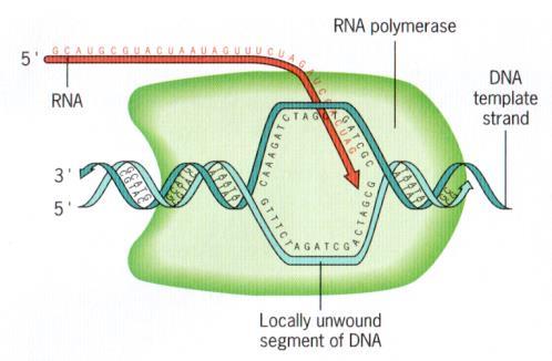 replicação, porém utilizando uma enzima chamada RNA polimerase. Esta enzima sintetiza quase todos os tipos de RNA em organismos procariontes. Na bactéria E.