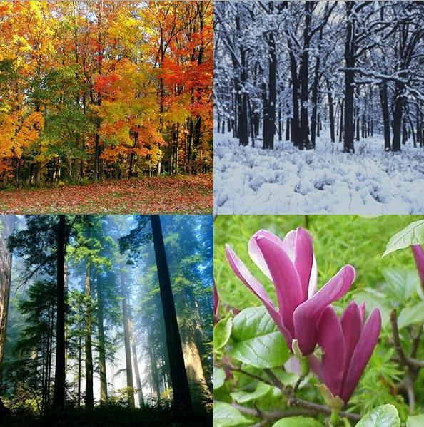 FATORES ATUANTES: Massa Polar (inverno) e Massa Tropical (verão) Caracterizada pela perda de folhas durante o