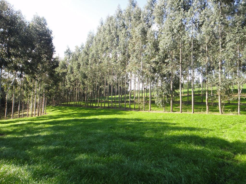 Sistema após crescimento do Azevém BRS Ponteio, com Eucalyptus dunnii e gado de leite. Foto: Dr.
