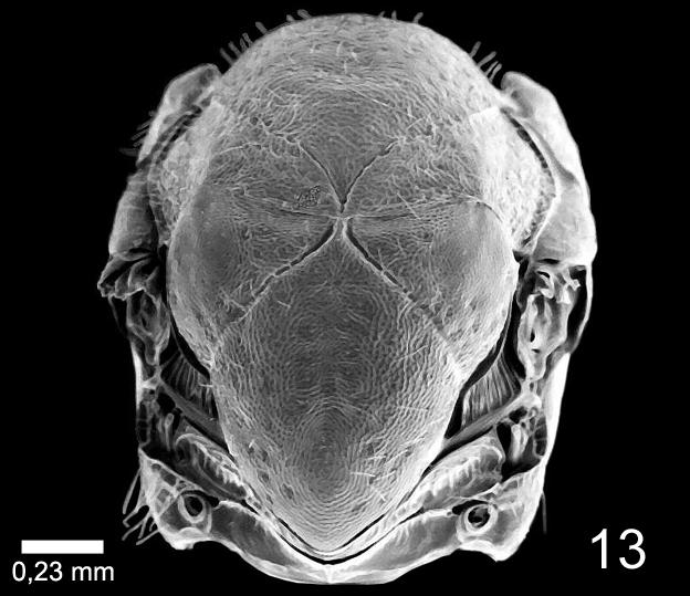 11 Figura 13: Tanaostigmodes calliandra