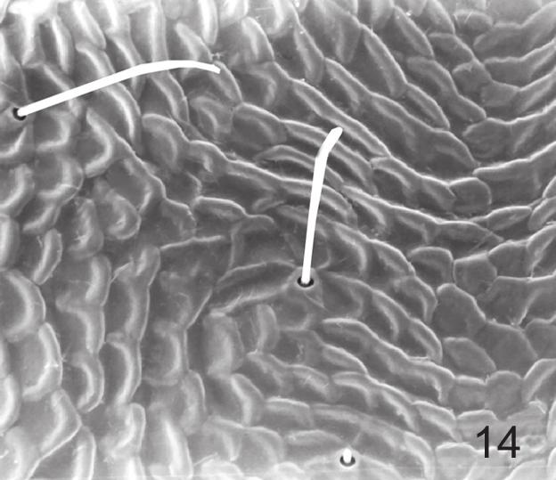 Figura 14: Tanaostigmodes calliandra sp.