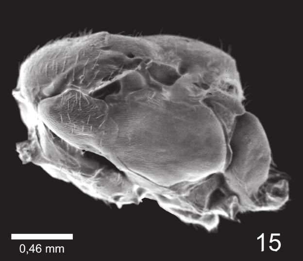 12 Figura 15: Tanaostigmodes calliandra sp. n.