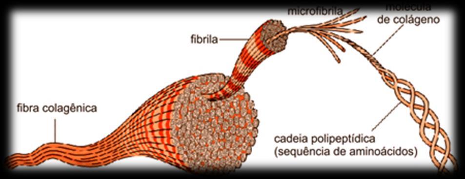 Colágeno Proteína mais abundante do corpo (30%) Confere sustentação 28 tipos, 4 mais importantes: