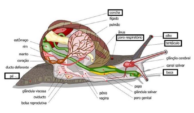 DIVISÃO DO CORPO EM MOLUSCOS (CARACOL) Cabeça: boca, olhos e dois pares de tentáculos (tato e cheiro); Massa visceral: envolvida pela concha, é formada pelos órgãos da digestão, circulação, excreção,