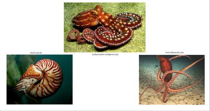 CLASSIFICAÇÃO DOS MOLUSCOS Cefalópodes: São os moluscos sem concha, com pés (tentáculos) ligados a cabeça, que servem para se deslocar e, no caso