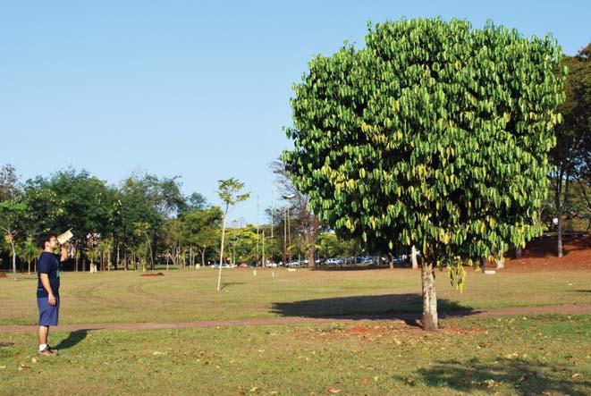 32 fig. 13 Com as medições anotadas, os alunos podem voltar para a classe e cada grupo deve calcular a altura da árvore.