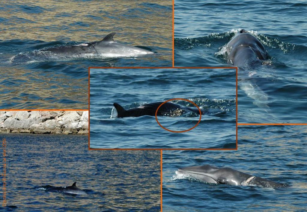 Figura 6 Montagem de fotografias de uma baleia-anã observada junto à costa de Sesimbra arrastando um cabo e rede de pesca; são visíveis os ferimentos na cabeça e região dorsal (saída de mar efectuado