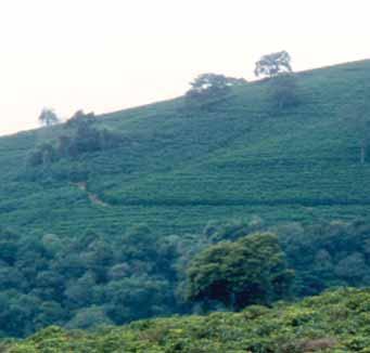 crescimento da produtividade permitiu aos cafeicultores aproveitarem melhor suas propriedades, produzindo a mesma quantidade em espaço menor.