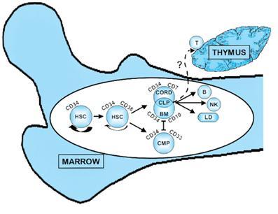 HSC: célula tronco hematopoética CLP: projenitor linfóide CMP: progenitor