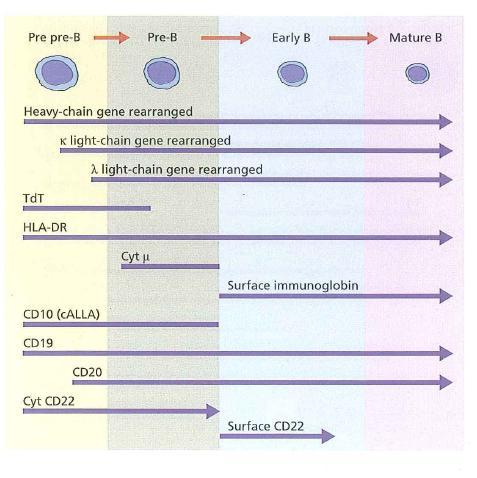 Sequência de rearranjo de gene de imunoglobulina, de antígeno e de expressão de imunoglobulina durante o desenvolvimento inicial da