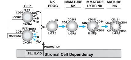 Linfócitos natural killer CXCR-4 (C-X-C chemokine receptor type 4) ou CD184