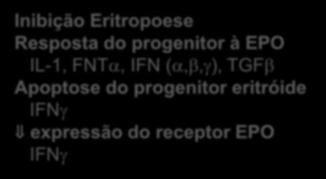 Citocinas e AI resposta à EPO da resposta eritropoética da MO Inibição Eritropoese Resposta do progenitor à EPO