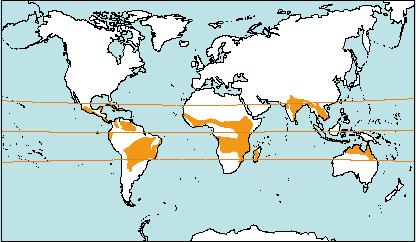 As principais características das regiões de clima equatorial são a alta temperatura e umidade durante o ano todo, esta última, resultado dos altos índices de evaporação provocados pela temperatura