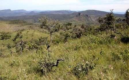 O cerrado a segunda maior formação vegetal brasileira.