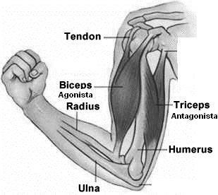 Funções Desempenhadas pelos Músculos ANTAGONISTA: Músculo que oferece resistência à ação muscular;