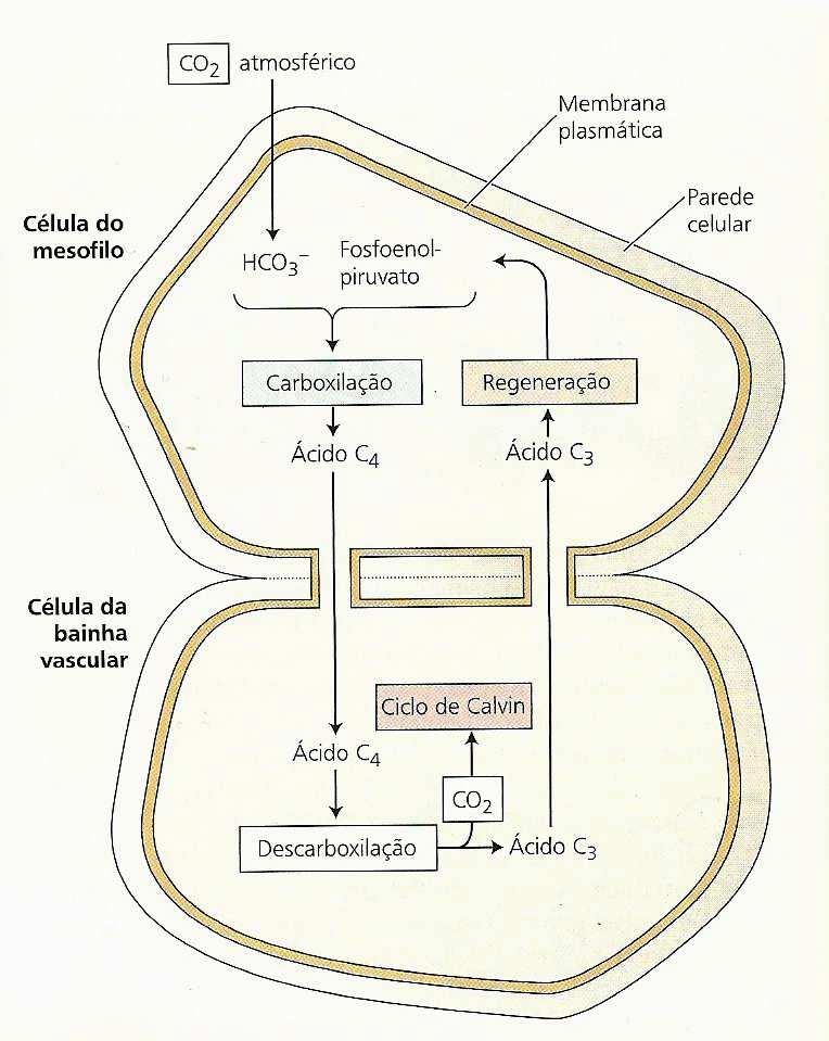 CAM (metabolismo ácido das crassuláceas) CO 2 (PEPcase) Fosfoenopiruvato (3C) Oxalato