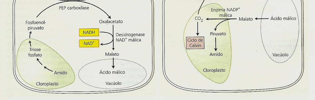 carboxilase (precisa de baixa [CO 2 ]) Rubisco