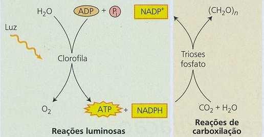 Fotossíntese em plantas - Folhas: mesofilo (parênquima paliçadico e lacunoso) - Células do mesofilo: ricas em cloroplastos - Pigmentos verdes: clorofila (especializadas na