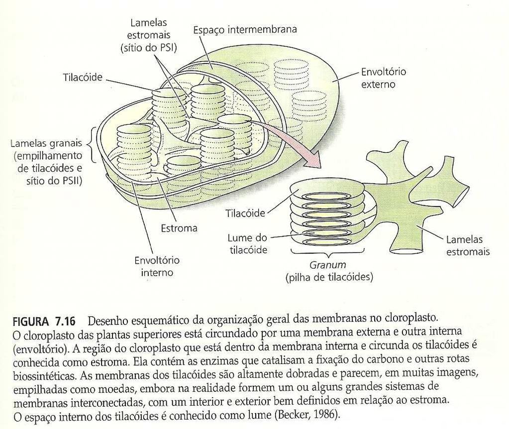 Cloroplasto