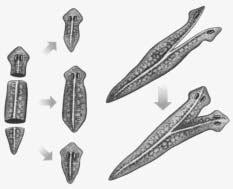 QUESTÃO 06 O esquema abaixo mostra a alta capacidade de regeneração das planárias Se um animal for cortado em alguns pedaços, cada pedaço poderá regenerar um animal completo Se o animal for cortado