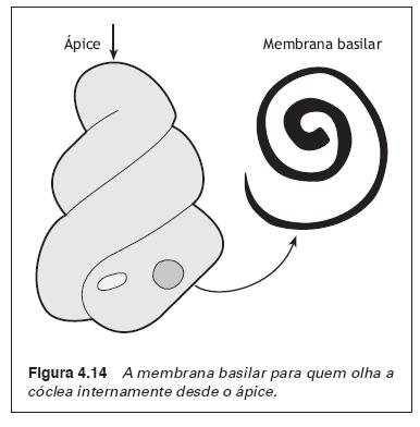 A cóclea O movimento vibratório do tímpano é transmitido para a cóclea através dos ossículos. A janela oval é a região de conexão do estribo com a cóclea.