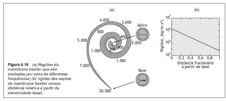 Regiões da membrana basilar que são excitadas por tons puros de baixa (200 Hz), média (1500 Hz) e alta frequência (8000 Hz).