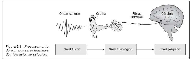 Codificação do som pelos neurônios Codificação localizada: refere-se a regîão da membrana basilar que é excitada Codificação da intensidade: associada a taxa de descarga de sinais