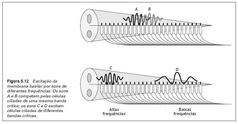 Para sons que competem pelas células ciliadas de uma mesma banda, o limiar diferencial do nível de audibilidade é de aprox. 3 fones.