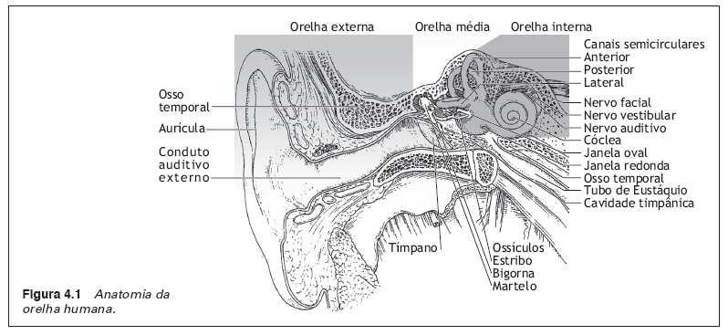 Anatomia da