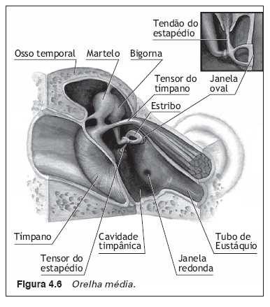 Ouvido médio O ouvido médio consiste no tímpano e em tres ossículos: martelo, bigorna e estribo.