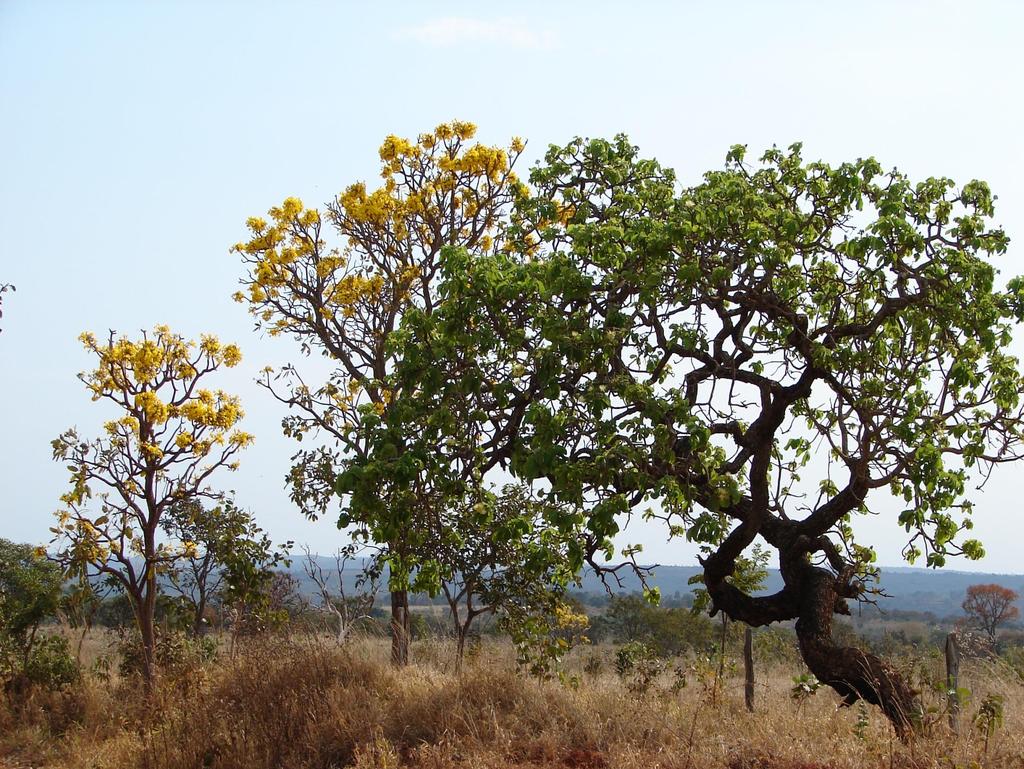 A típica vegetação de árvores com galhos retorcidos e casca suberosa