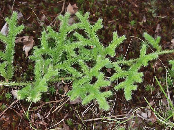 Lycopodium Lycopodium