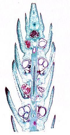 Selaginellaceae microsporângios microsporofilo