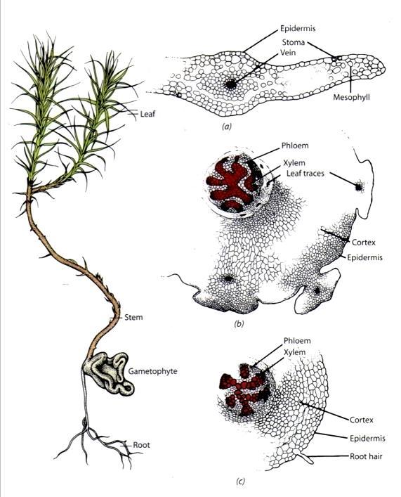 TRACHEOPHYTA plantas vasculares - sinapomorfias - alternância de gerações