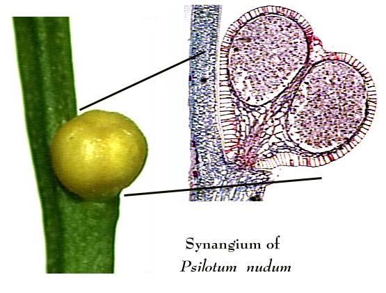 Psilotum