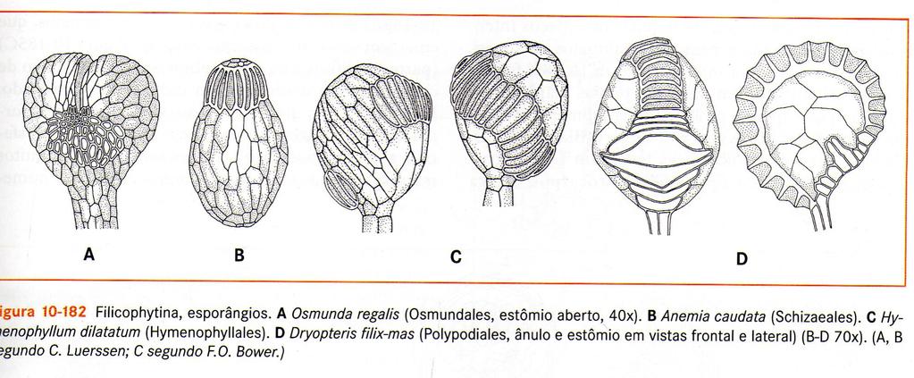 Polypodiales -