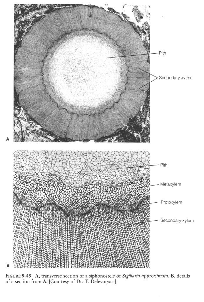 Lepidodendron