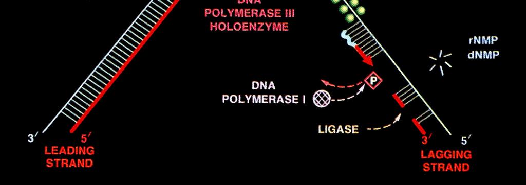 de DNA Topoisomerases Enzimas que tem a capacidade de modificar a